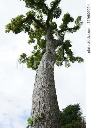 骸車樹 骸車樹 119606024