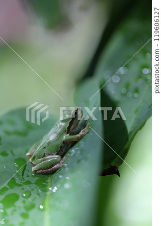 Tree frog and raindrops 119606127