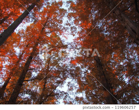 Metasequoia (autumn leaves) looking up Metasequoia (autumn leaves) looking up 119606257