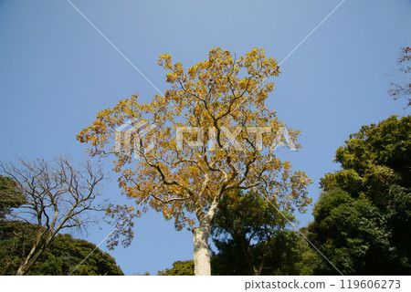 Mukuroji yellow leaves Mukuroji yellow leaves 119606273