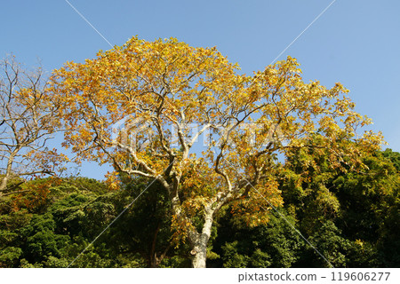 Mukuroji yellow leaves Mukuroji yellow leaves 119606277