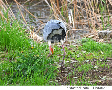 A heron's buttocks pecking the ground 119606588