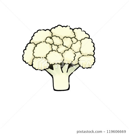 Illustration of a simple cauliflower 119606669