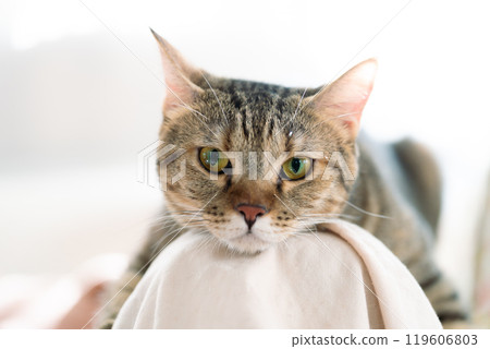 adorable cat with relax action 119606803
