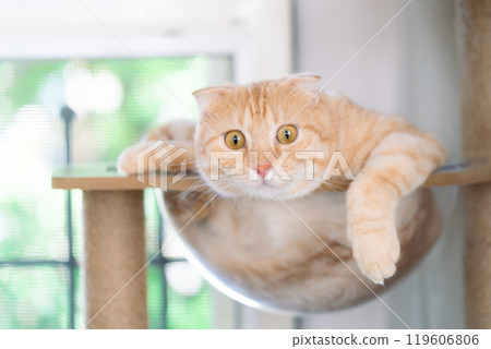 adorable cat with relax action adorable cat with relax action 119606806