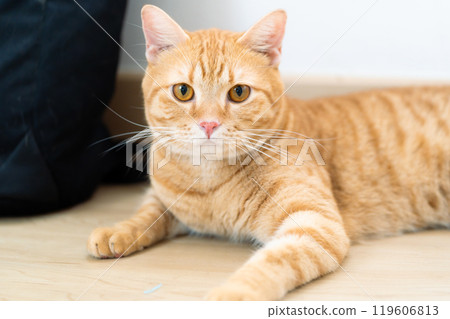 adorable cat with relax action 119606813