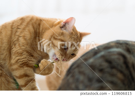 adorable cat with relax action 119606815