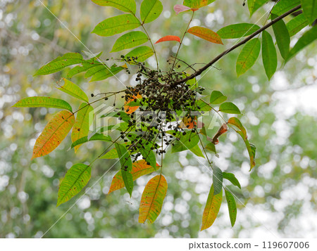 三葉楊樹的葉子和果實開始變色。 119607006