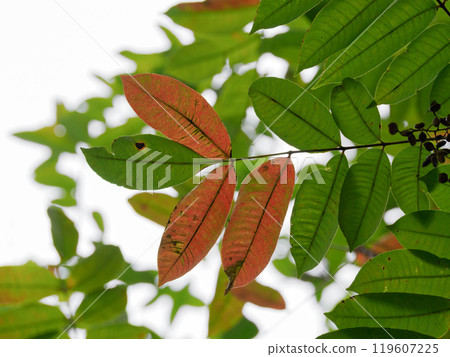 The wax tree is starting to change color The wax tree is starting to change color 119607225