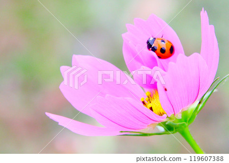 Ladybug sucking nectar from cosmos Ladybug sucking nectar from cosmos 119607388