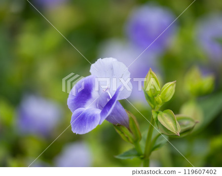 Beautiful violet torenia in a flowerbed 119607402