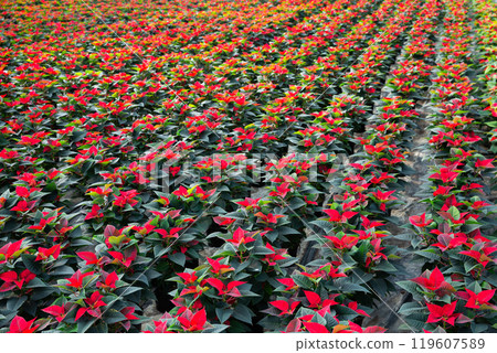 Poinsettia (Christmas flowers) growing in greenhouse farm 119607589