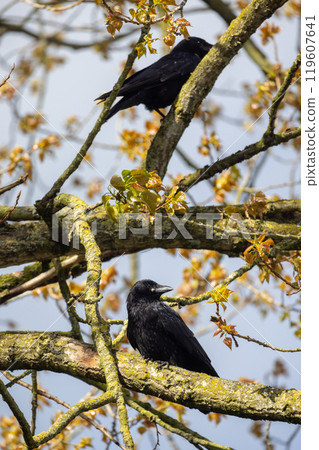 Two beautiful Black Birds are gracefully Perched on Tree Branches amidst vibrant Autumn colors 119607641