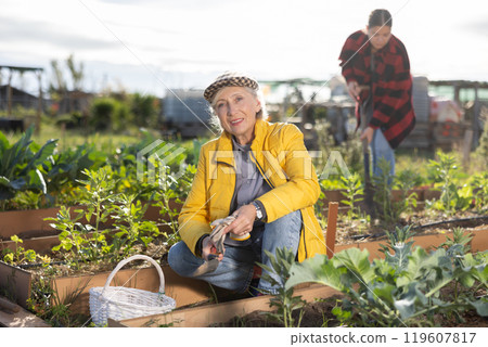 Mature woman using chopper to harvest weeds on field Mature woman using chopper to harvest weeds on field 119607817
