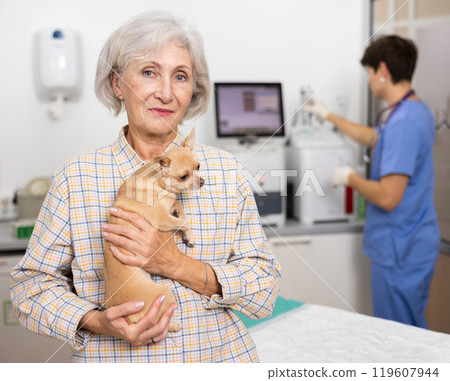 Senor woman owner holds and cuddles chihuahua pet after manipulations in veterinary clinic 119607944