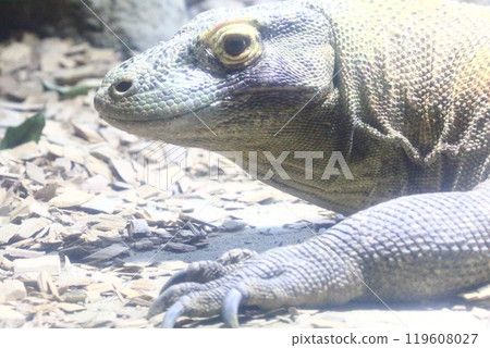 Komodo Dragon Komodo Dragon 119608027