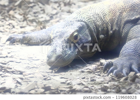 Komodo Dragon Komodo Dragon 119608028