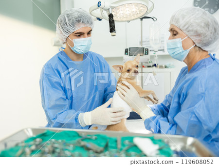 Veterinarians examining Chihuahua with bandaged abdomen after surgical operation 119608052