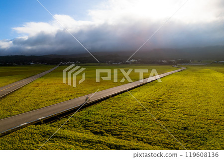Areial view of Chishang township in Taitung, Taiwan during harvest season 119608136