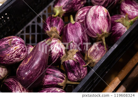 Close up of ripe eggplants 119608324