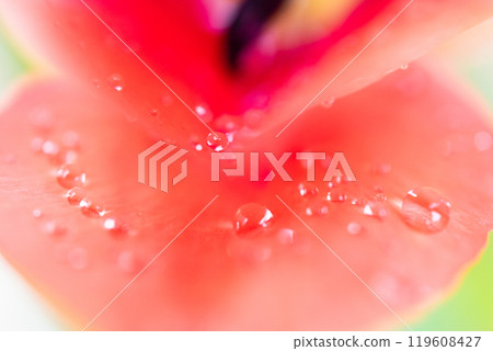 鬱金香花在雨中濕 鬱金香花在雨中濕 119608427