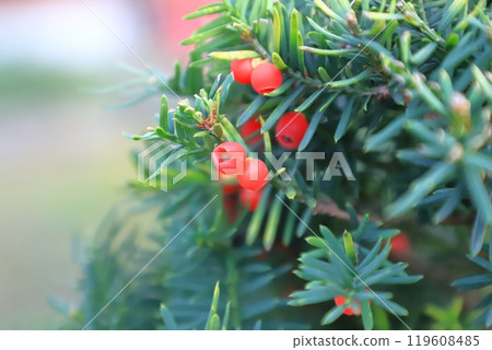 紅豆杉樹與紅色漿果 119608485
