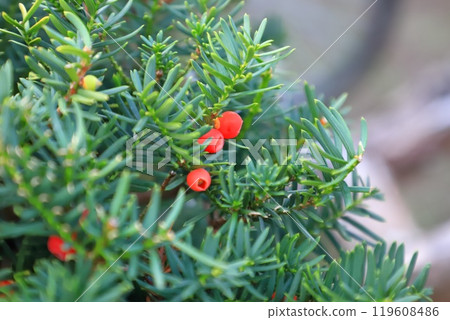 紅豆杉樹與紅色漿果 119608486