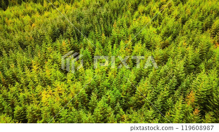Experience the breathtaking aerial view of a lush green forest exemplifying natures beauty 119608987