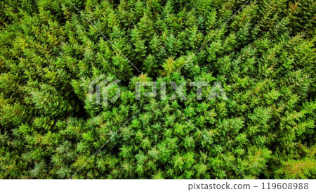 Experience the breathtaking aerial view of a lush green forest exemplifying natures beauty 119608988