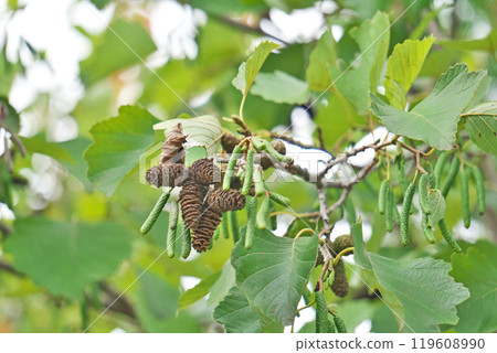 Last year's fruit and male flower buds of the mountain alder (autumn, October) Last year's fruit and male flower buds of the mountain alder (autumn, October) 119608990