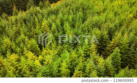 Experience the breathtaking aerial view of a lush green forest exemplifying natures beauty Experience the breathtaking aerial view of a lush green forest exemplifying natures beauty 119608993