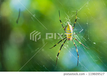 A female orb spider spinning a web 119609527