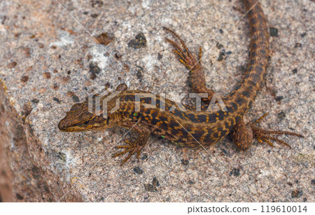 Italian wall lizard or ruin lizard - Podarcis siculus Italian wall lizard or ruin lizard - Podarcis siculus 119610014
