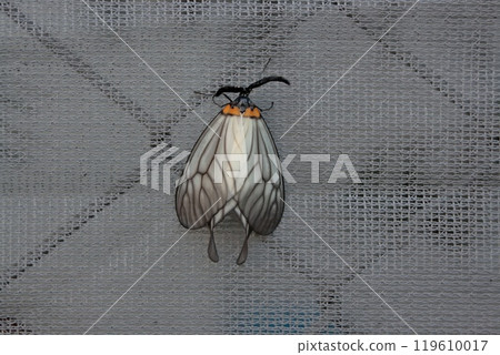 Usu batamefuga Usu batamefuga 119610017