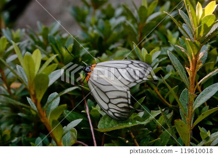 Usu batamefuga 119610018