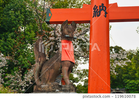 Fushimi Inari Taisha Shrine, Kyoto: Guardian foxes and cherry blossoms (Fushimi Ward, Kyoto City, Kyoto Prefecture) 119610078