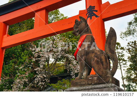 京都伏見稻荷大社狐狸和櫻花（京都府京都市伏見區） 119610157
