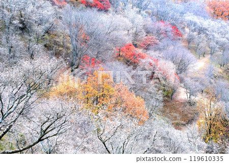 Winter cherry tree at Sakurayama Park Winter cherry tree at Sakurayama Park 119610335