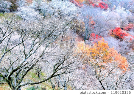 Winter cherry tree at Sakurayama Park Winter cherry tree at Sakurayama Park 119610336
