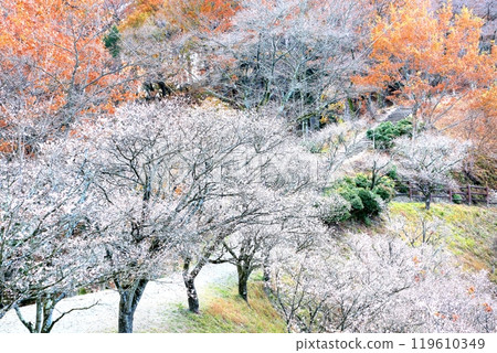 Winter cherry tree at Sakurayama Park Winter cherry tree at Sakurayama Park 119610349