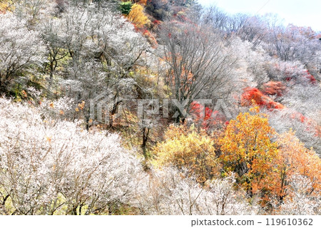 Winter cherry tree at Sakurayama Park Winter cherry tree at Sakurayama Park 119610362