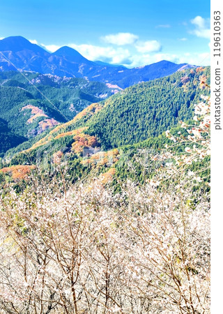 Winter cherry tree at Sakurayama Park 119610363