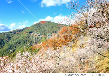 Winter cherry tree at Sakurayama Park 119610380
