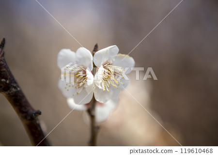 Close up of white plum 119610468