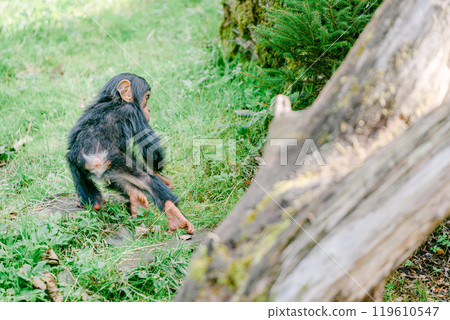 Baby chimpanzee running through the grass Baby chimpanzee running through the grass 119610547