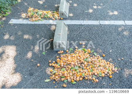 停車場倒下的銀杏 停車場倒下的銀杏 119610669