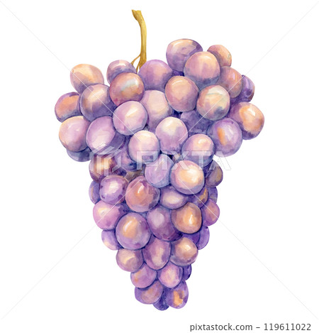 Watercolor purple grapes. Illustration of purple fruit isolated on white background. Grape symbol for wine, juice, jam labels. Clipart for winery, cafe, restaurant. Watercolor purple grapes. Illustration of purple fruit isolated on white background. Grape symbol for wine, juice, jam labels. Clipart for winery, cafe, restaurant. 119611022