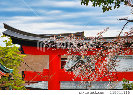 京都伏見稻荷大社、紅色鳥居和櫻花（京都府京都市伏見區） 119611116
