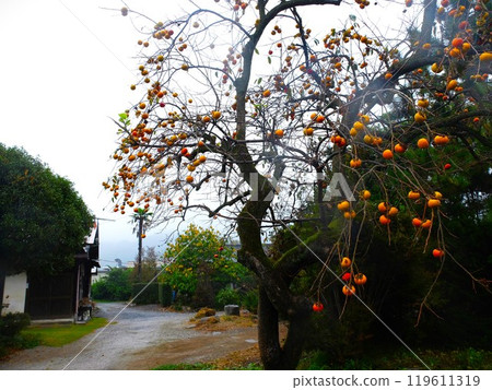 Nagatoro temple of autumn in autumn Nagatoro temple of autumn in autumn 119611319