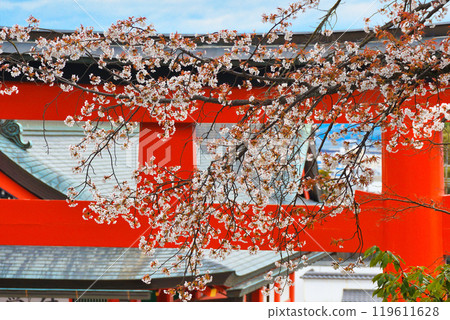 Kyoto Fushimi Inari Taisha Shrine: Red torii gates and cherry blossoms (Fushimi Ward, Kyoto City, Kyoto Prefecture) 119611628